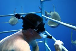 Your OTHER Left. Image taken on a shark cage adventure, N... by Mathew Cook 